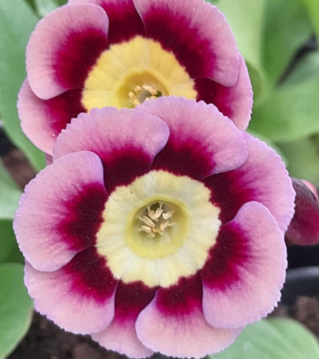 Primula auricula 'Heidi' 50 Seeds