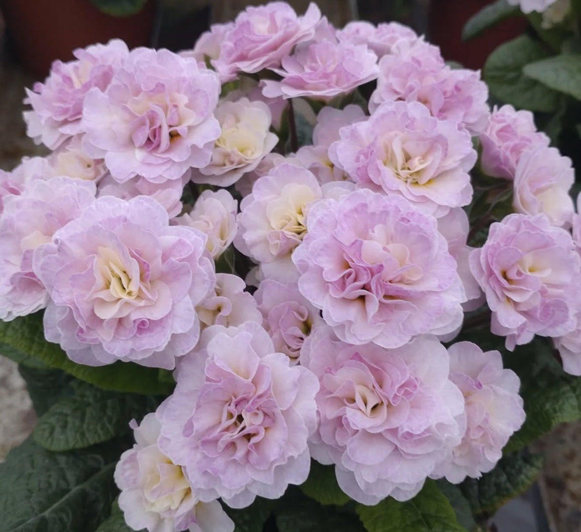 Primula 'Belarina Pink Champagne' 50 Seeds