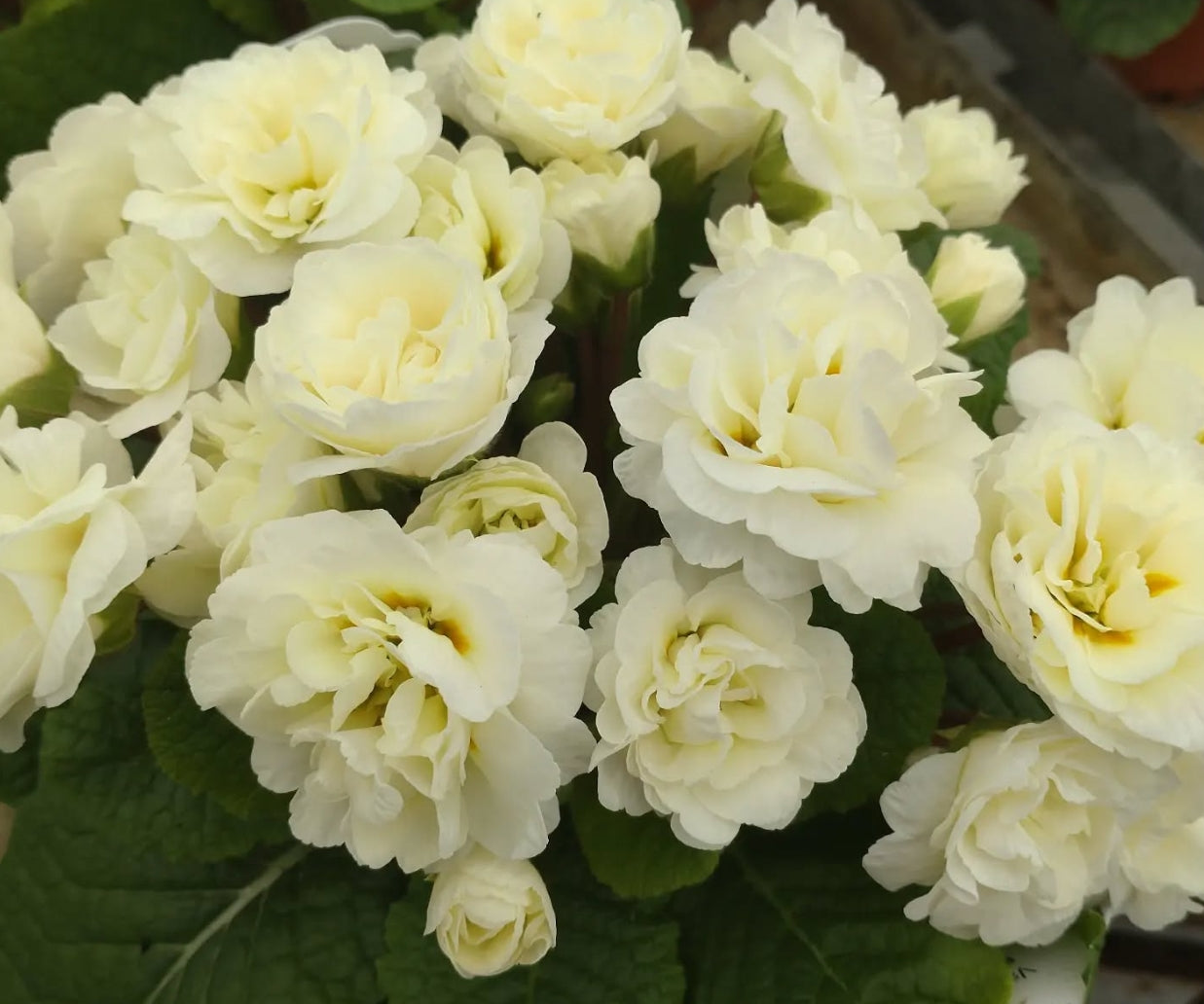 Primula 'Belarina Vanilla' 50 Seeds