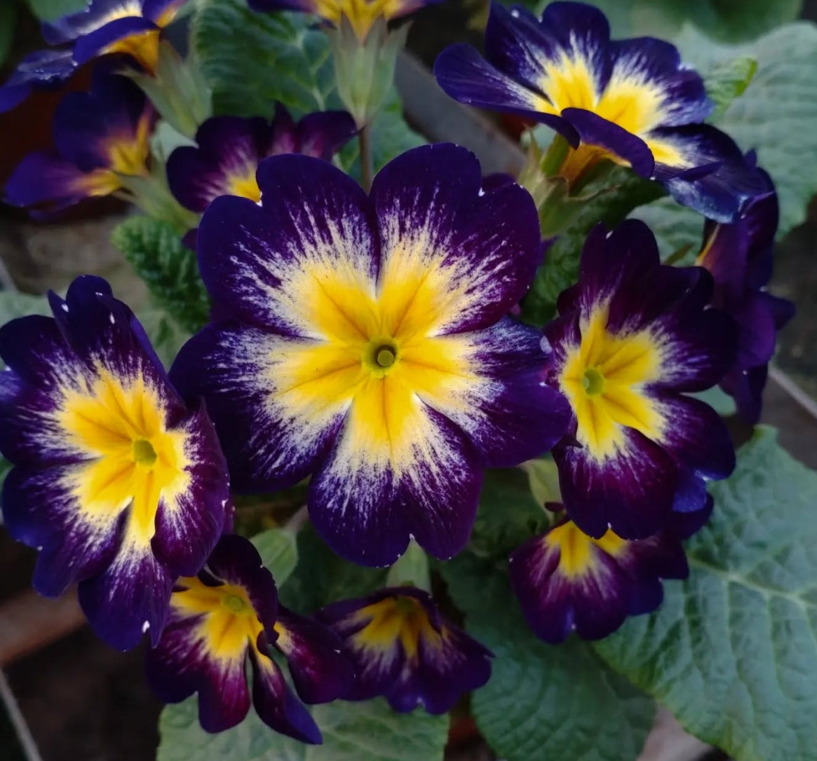 Primula vulgaris 'Unistar Blue Yellow' 50 Seeds