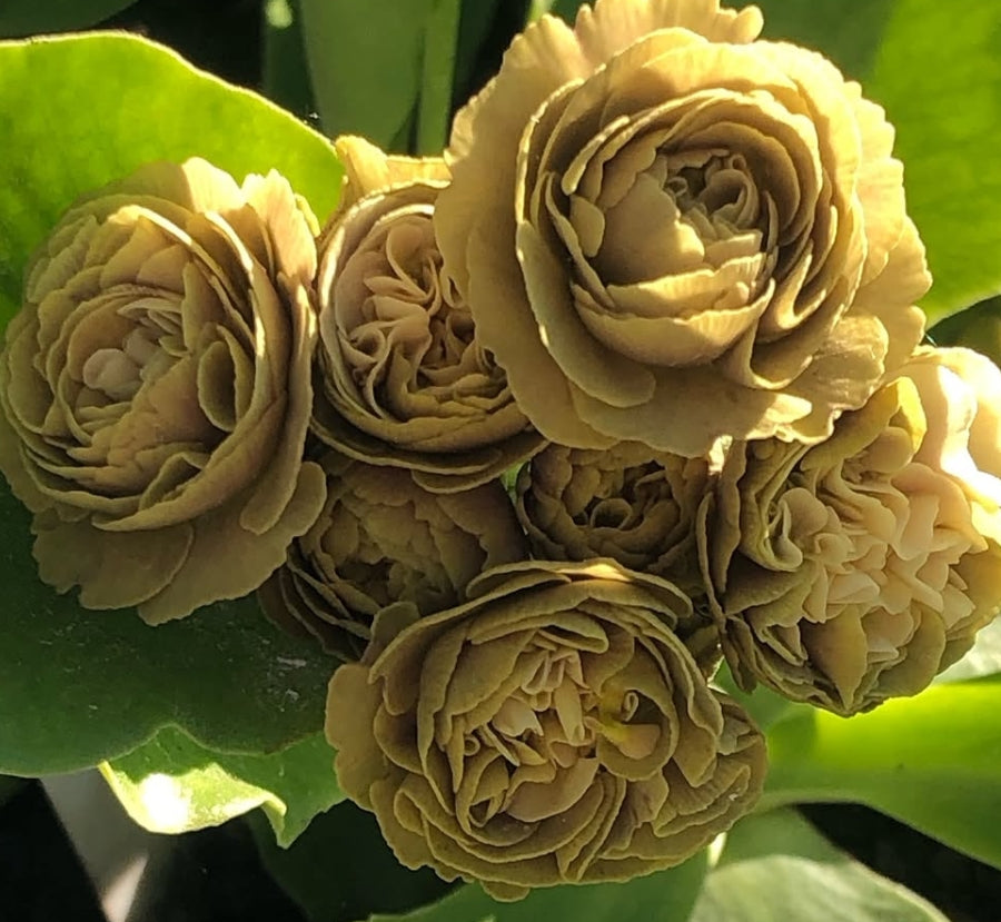 Primula auricula 'Limaki' 50 Seeds