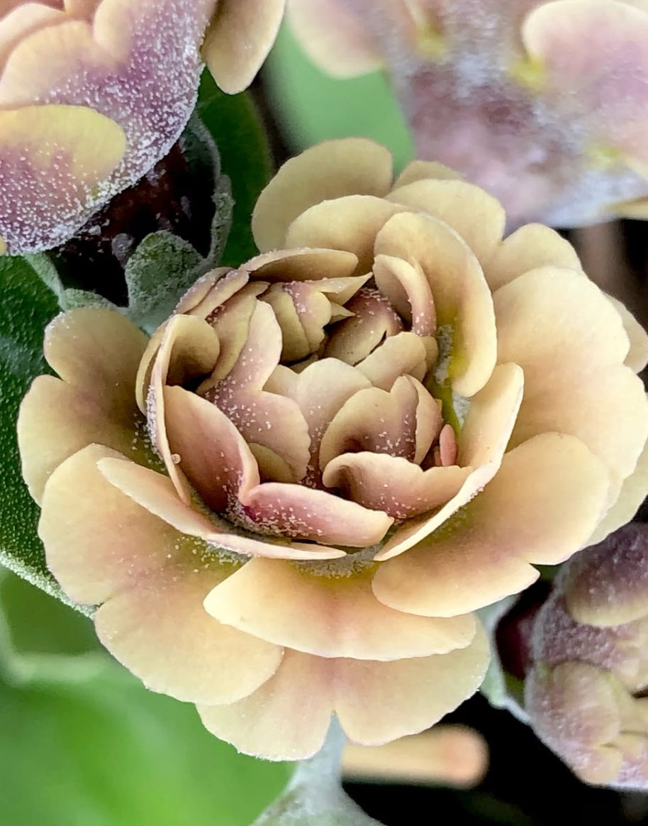Primula auricula 'Krithia' 50 Seeds