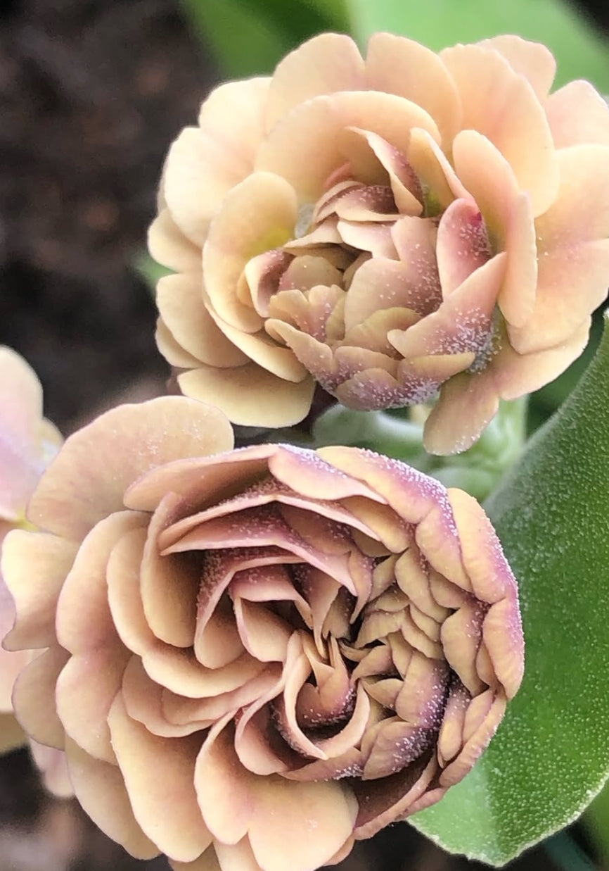 Primula auricula 'Krithia' 50 Seeds