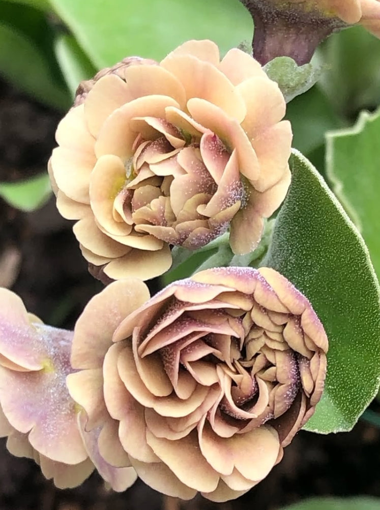 Primula auricula 'Krithia' 50 Seeds