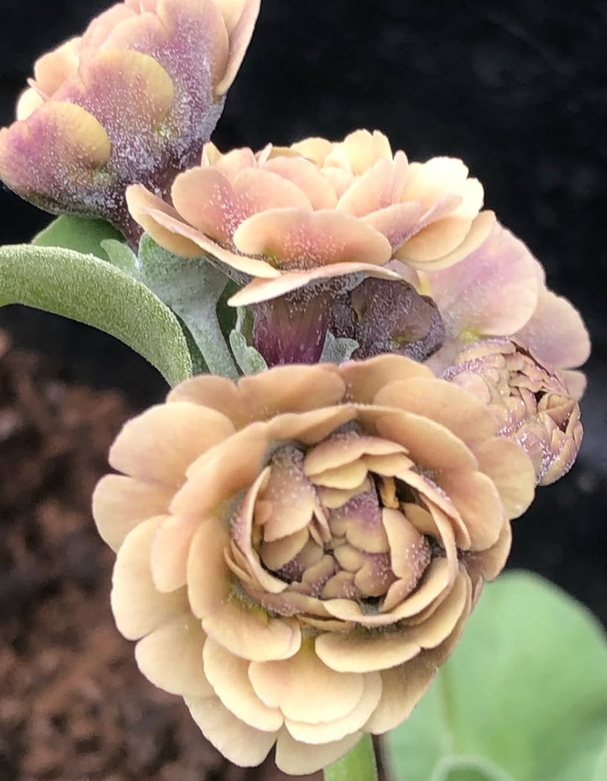 Primula auricula 'Krithia' 50 Seeds