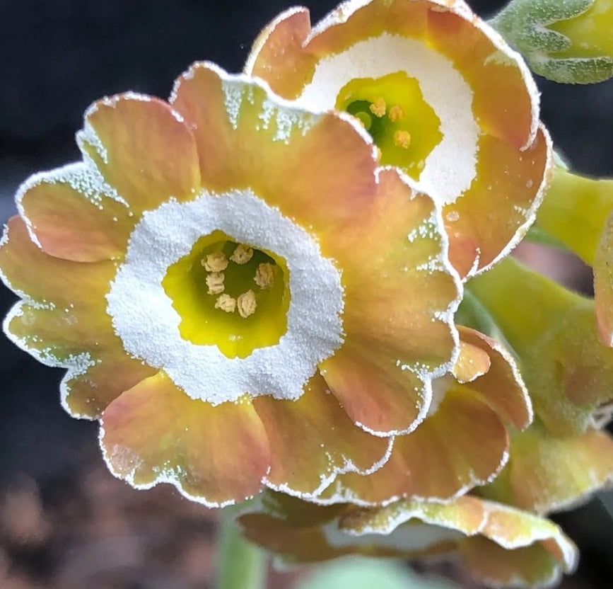 Primula auricula 'Lord Saye and Sele' 50 Seeds