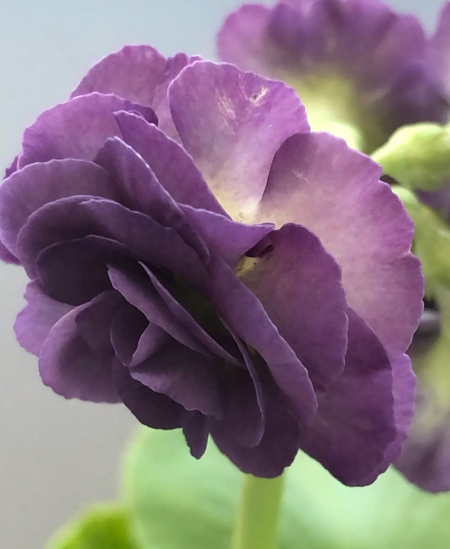 Primula auricula 'Metis' 50 Seeds