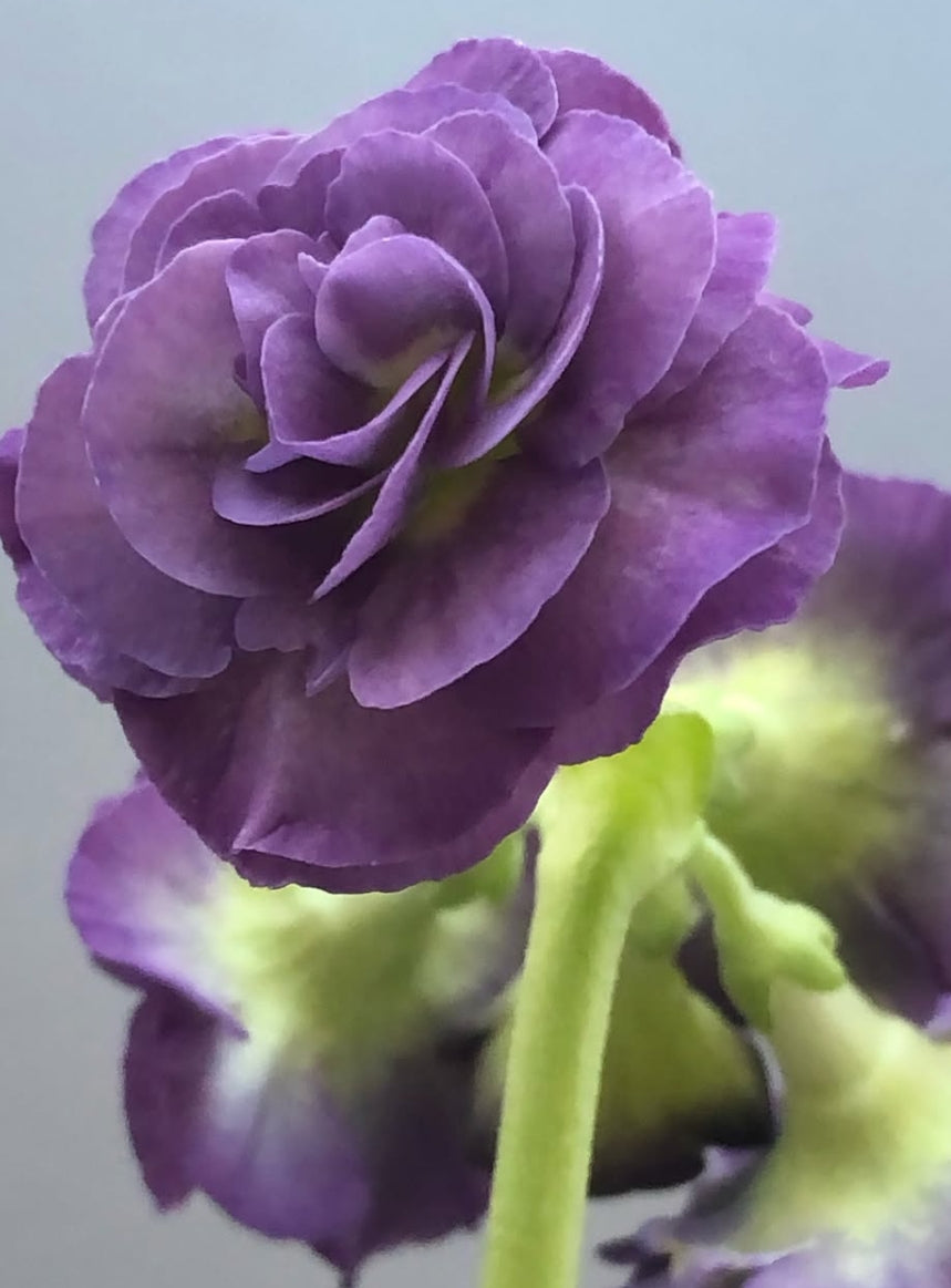 Primula auricula 'Metis' 50 Seeds