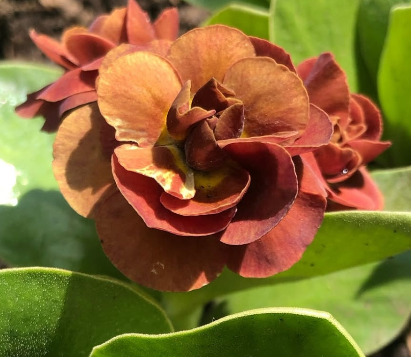 Primula auricula 'Forest Blush' 50 Seeds