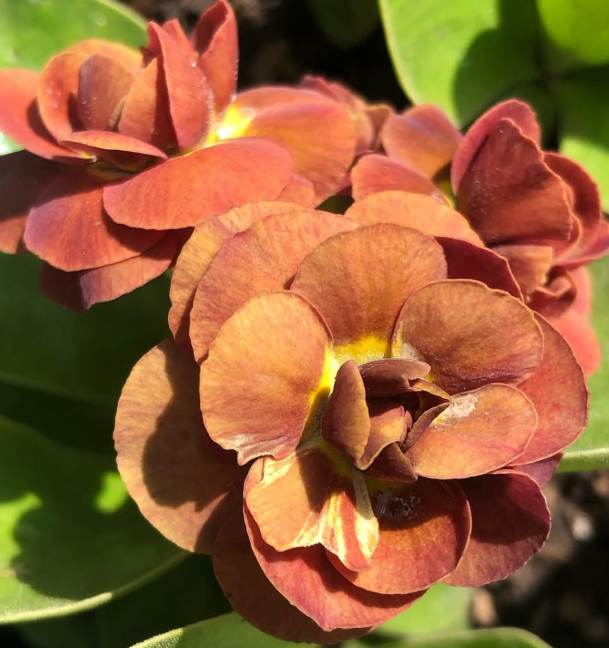 Primula auricula 'Forest Blush' 50 Seeds