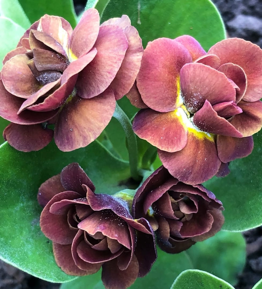 Primula auricula 'Forest Blush' 50 Seeds
