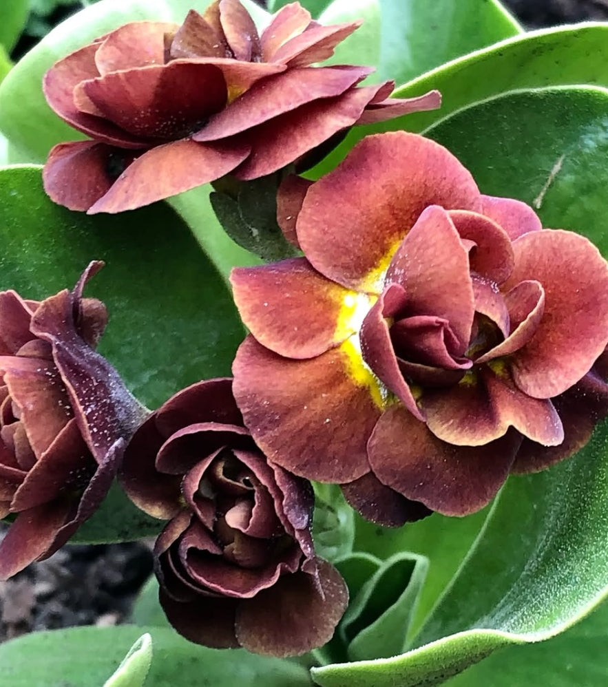 Primula auricula 'Forest Blush' 50 Seeds