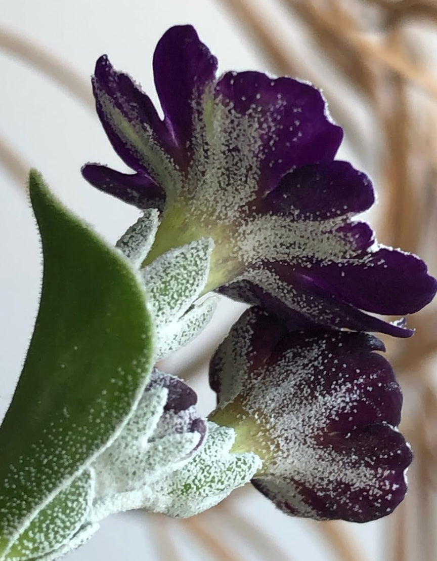 Primula auricula 'Isaz' 50 Seeds