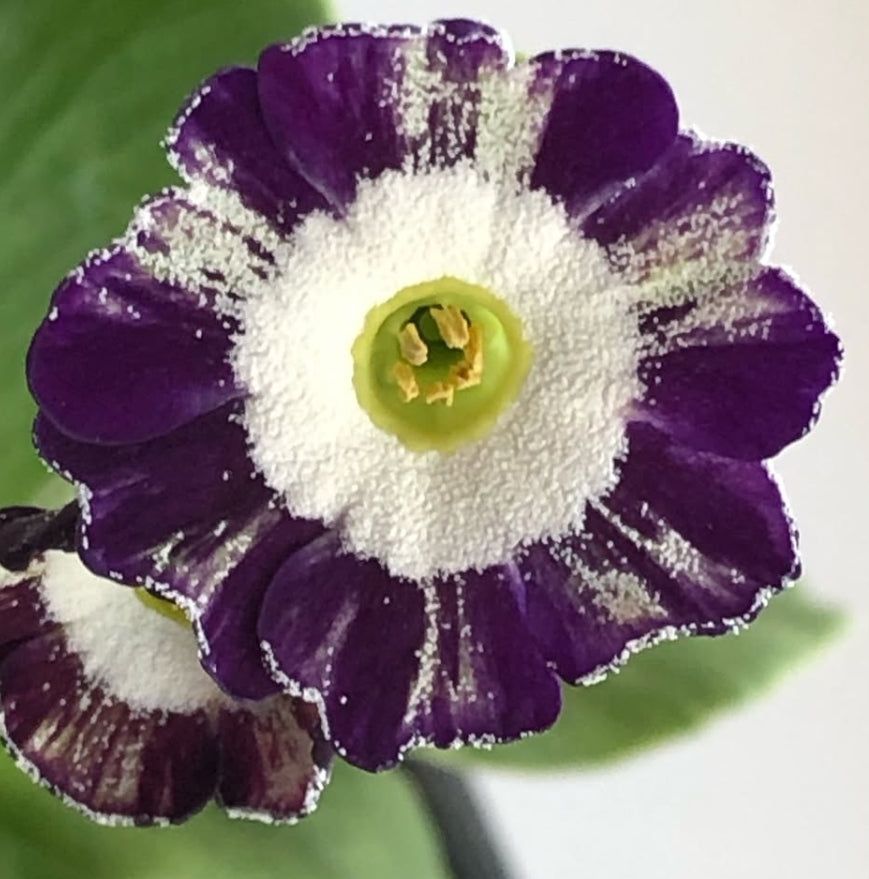 Primula auricula 'Isaz' 50 Seeds