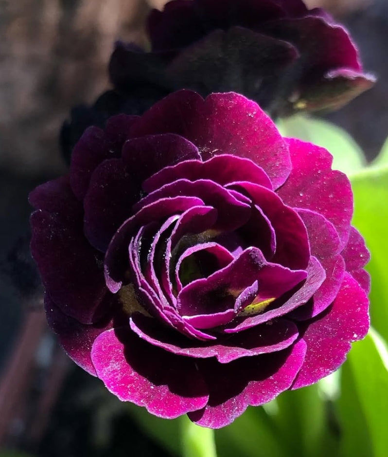 Primula auricula 'Cocoa' 50 Seeds