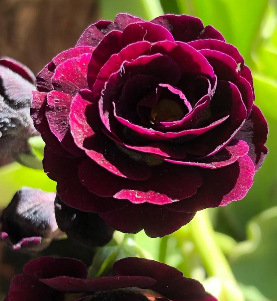 Primula auricula 'Cocoa' 50 Seeds