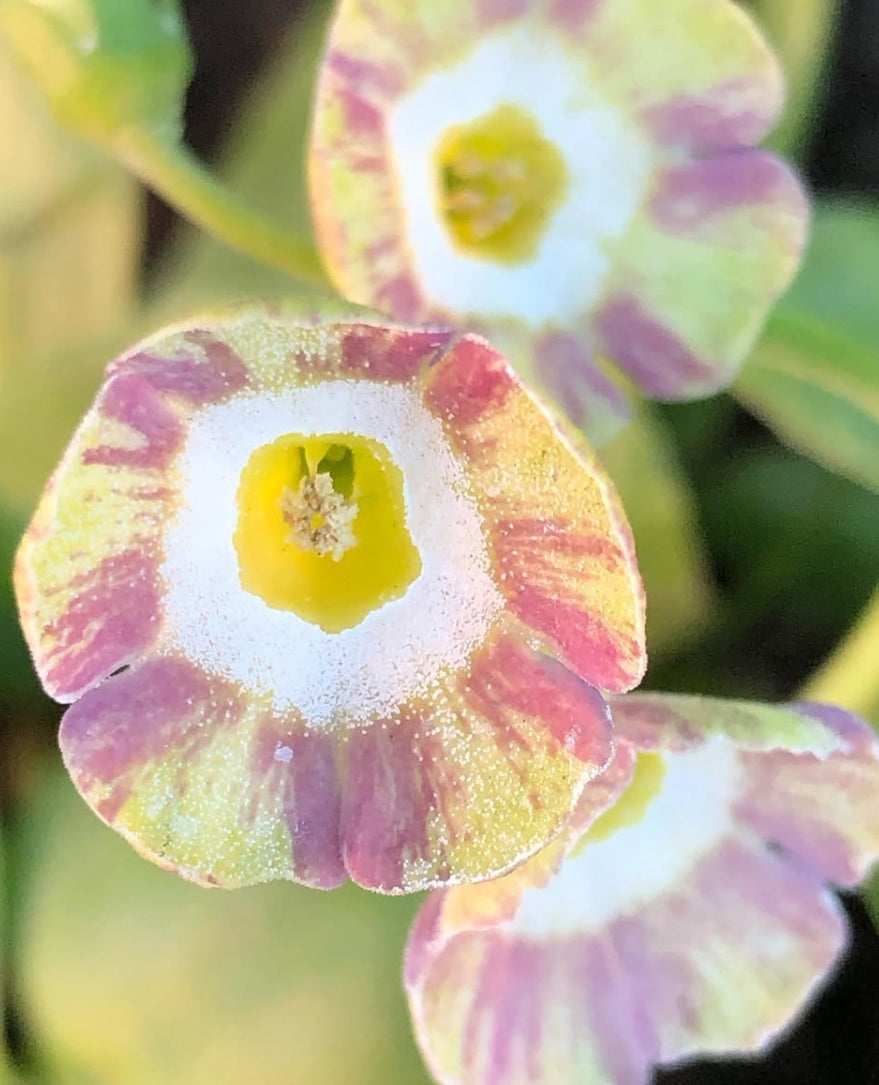 Primula auricula 'Lolita' 50 Seeds