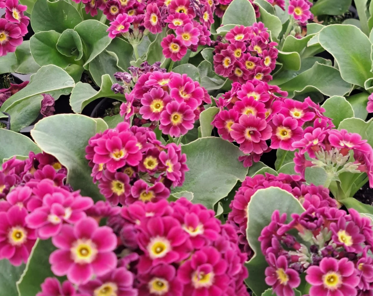 Primula auricula 'Heaven Scent' 50 Seeds (Copy)