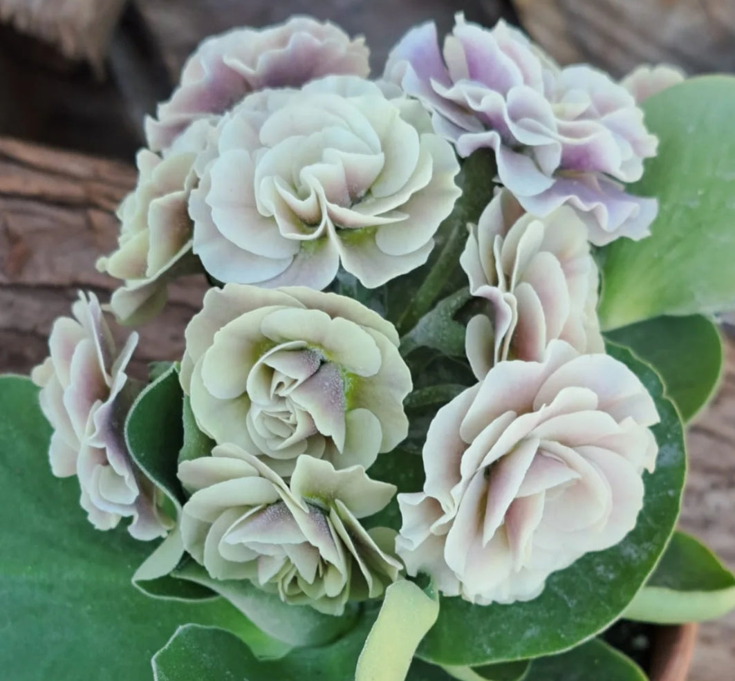 Primula auricula 'Hunters Moon' 50 Seeds