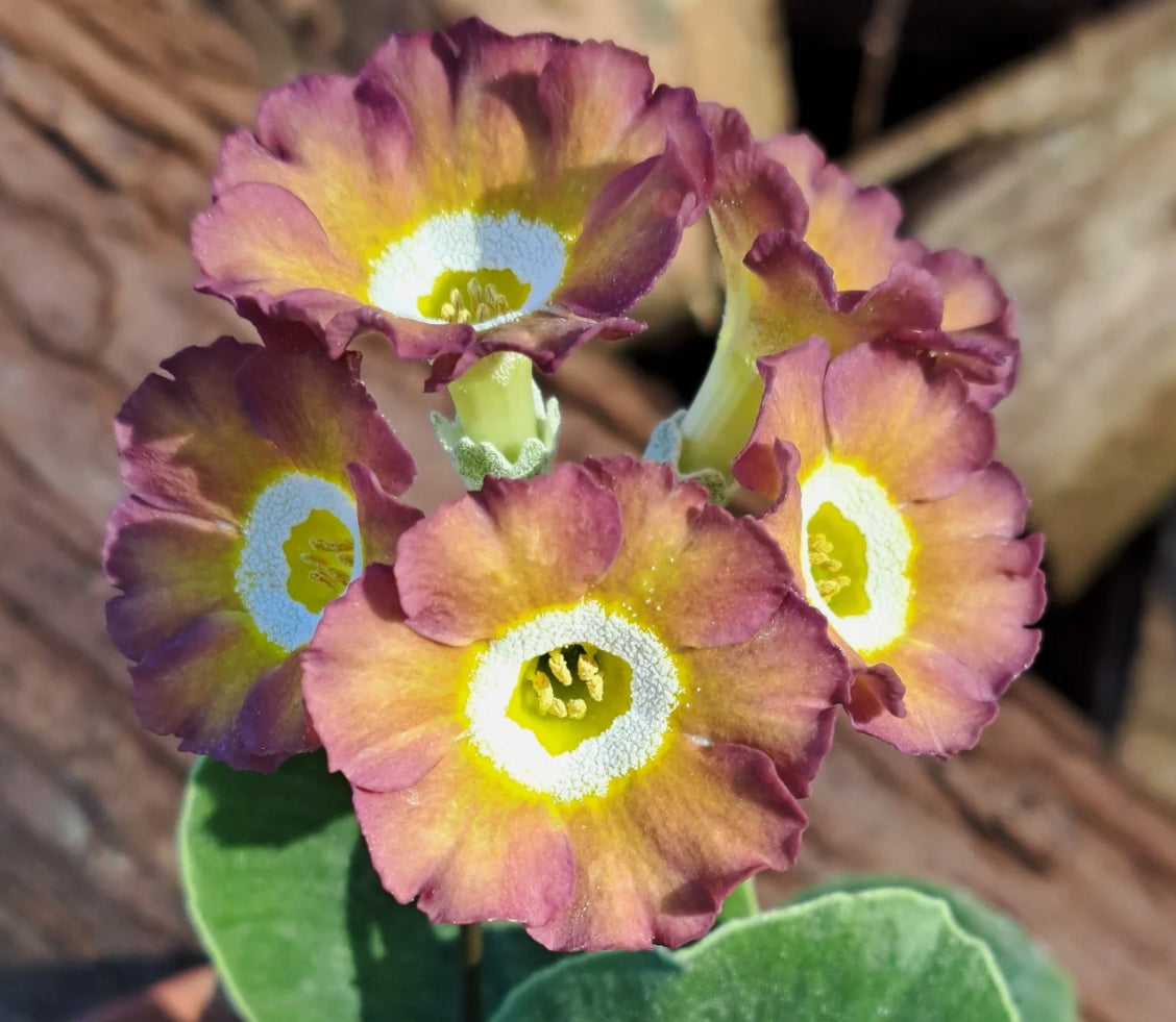 Primula auricula 'Renishaw Hall' 50 Seeds