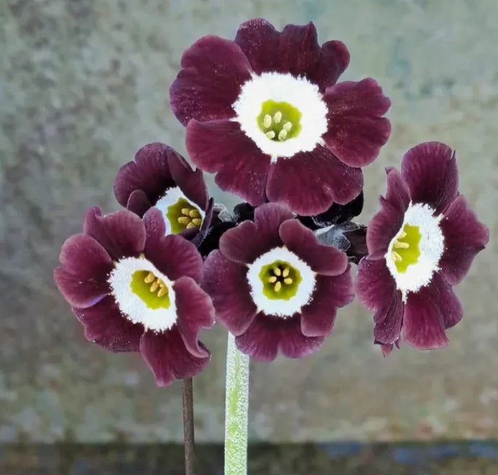 Primula auricula 'Lockyers Galaxy' 50 Seeds