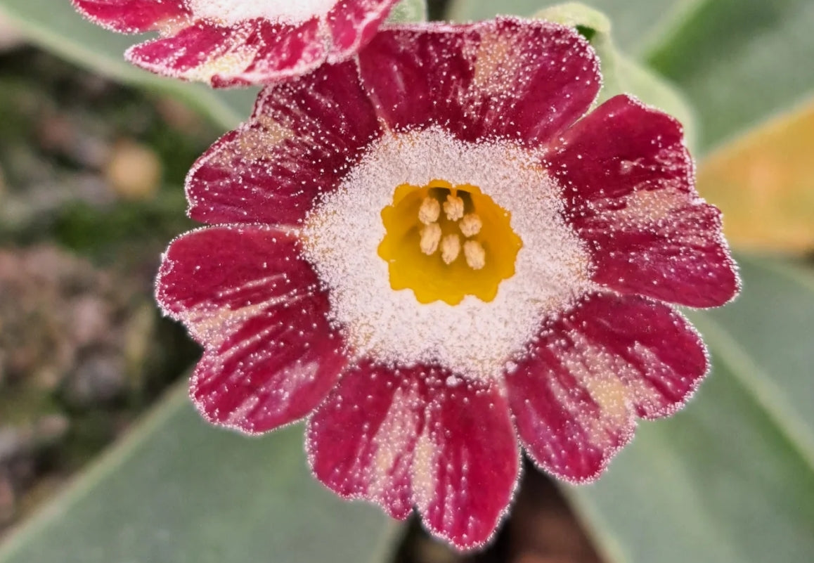 Primula auricula 'Blush Baby' 50 Seeds
