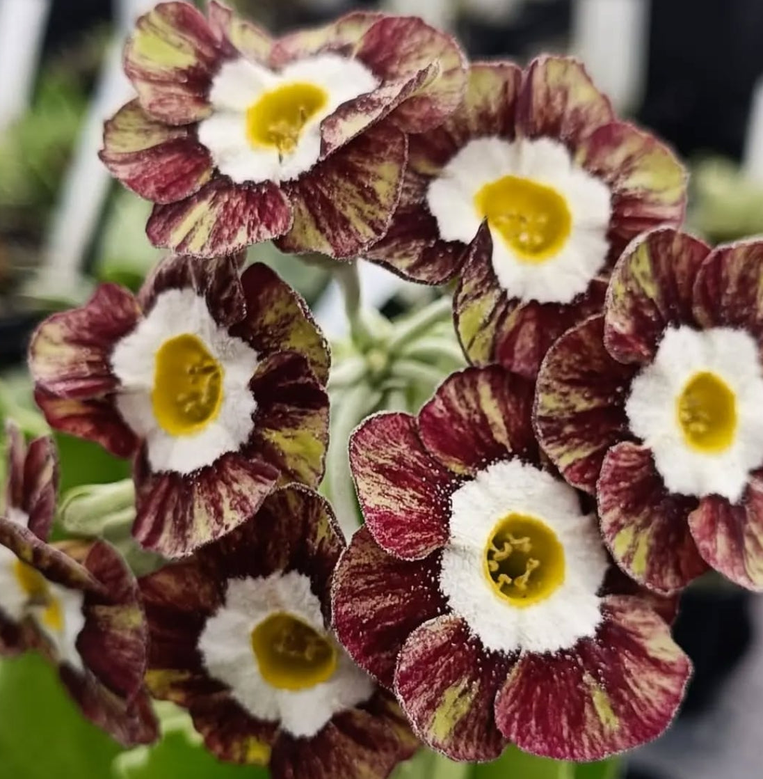 Primula auricula 'Regency Denya' 50 Seeds