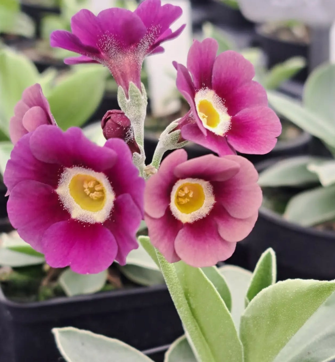 Primula auricula 'Gracie Lou' 50 Seeds