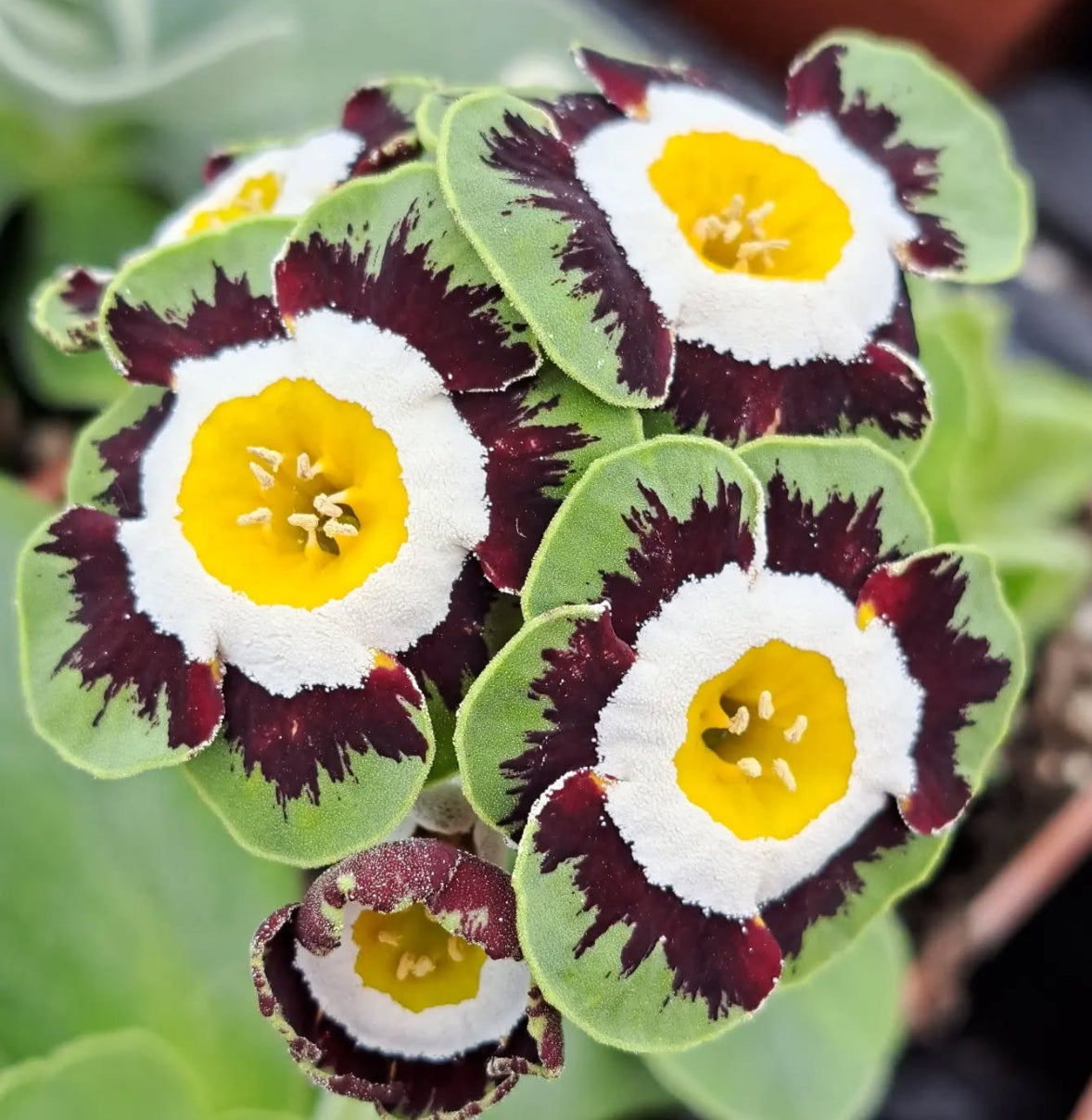 Primula auricula 'Wannerton' 50 Seeds