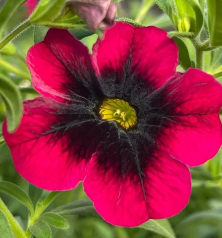 Calibrachoa ( Superbells ) Dracula 15 Pellets