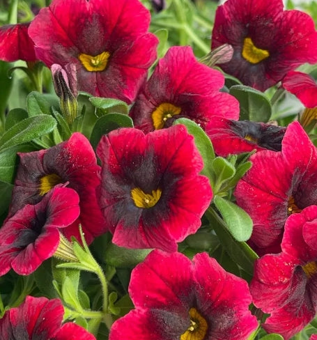 Calibrachoa ( Superbells ) Dracula 15 Pellets