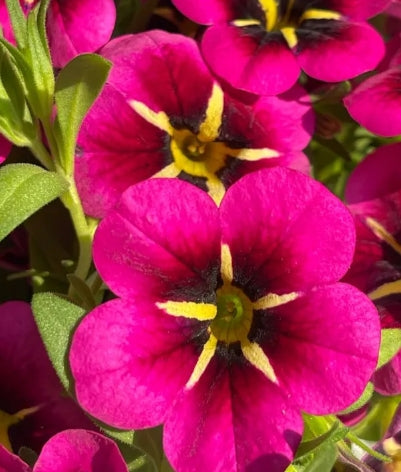 Calibrachoa ( Superbells ) Night Kiss 15 Pellets