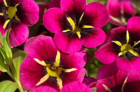 Calibrachoa ( Superbells ) Night Kiss 15 Pellets