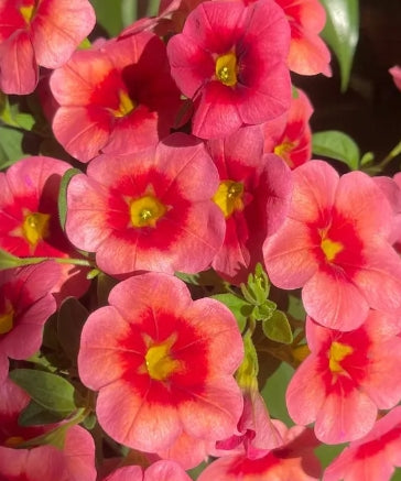 Calibrachoa ( Superbells ) Naomi 15 Pellets