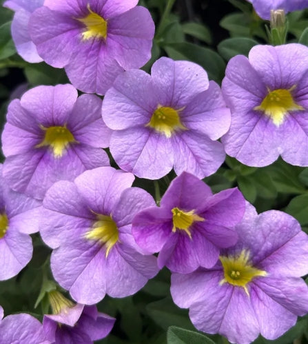 Calibrachoa ( Superbells ) Marcia 15 Pellets