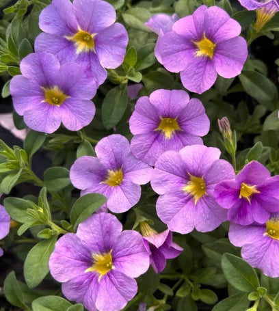 Calibrachoa ( Superbells ) Marcia 15 Pellets