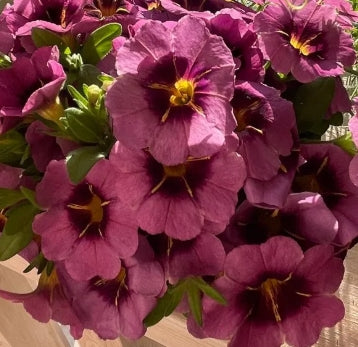 Calibrachoa ( Superbells ) Nellie 15 Pellets