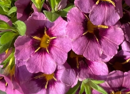 Calibrachoa ( Superbells ) Nellie 15 Pellets