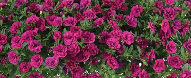 Calibrachoa ( Superbells ) Minnie 15 Pellets