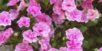 Calibrachoa ( Superbells ) Felicia 15 Pellets