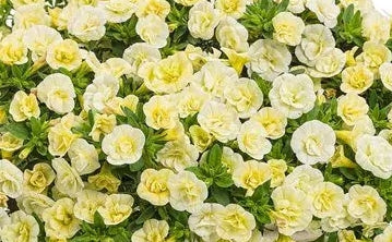 Calibrachoa ( Superbells ) Double Cream 15 Pellets