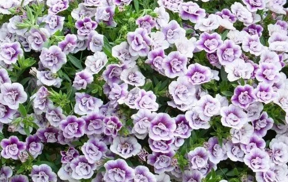Calibrachoa ( Superbells ) Marian 15 Pellets