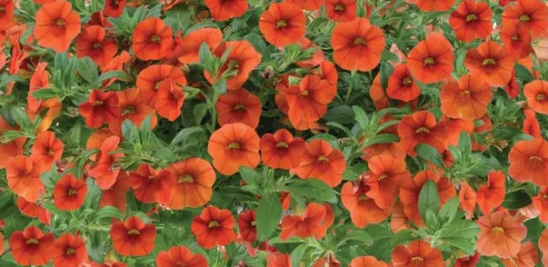 Calibrachoa ( Superbells ) Colibri Tangerin 15 Pellets