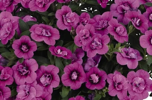 Calibrachoa ( Superbells ) Double Dark Pink 15 Pellets