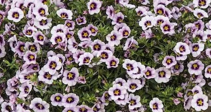 Calibrachoa ( Superbells ) Velma 15 Pellets