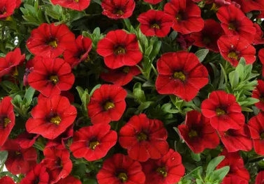Calibrachoa ( Superbells ) Racy Red 15 Pellets