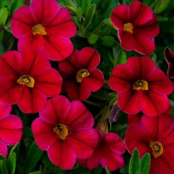 Calibrachoa ( Superbells ) Racy Red 15 Pellets