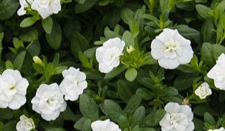 Calibrachoa ( Superbells ) Double White Elegance 15 Pellets