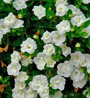 Calibrachoa ( Superbells ) Double White Elegance 15 Pellets