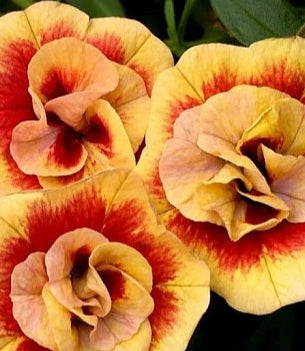 Calibrachoa ( Superbells ) Double Orange Tastic 15 Pellets